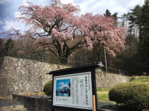 2025ながぬまさくら紀行スタンプラリー◆4月1日(火)～14日(月)